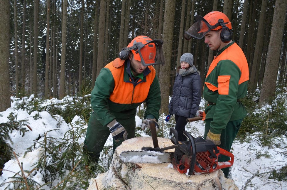 Dřevorubci s pilou denně pořezali okolo 15 vzrostlých, 130 let starých smrků. Bude se z nich stavět replika kostelíku.