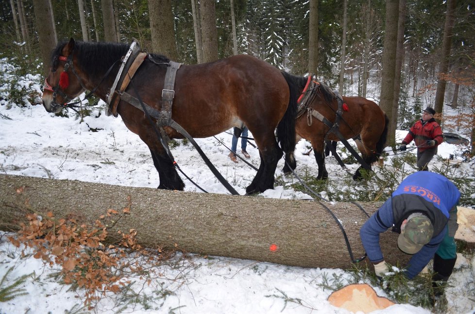 Mohutné kmeny svážejí z lesa kočí s koňmi. Je to ekologická varianta těžby.