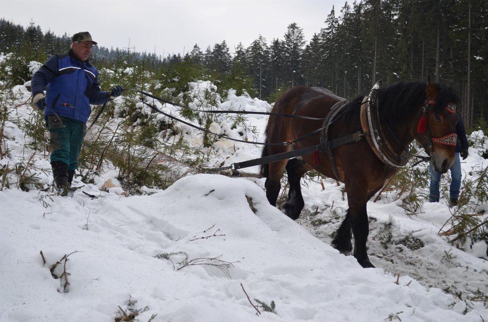 Mohutné kmeny svážejí z lesa kočí s koňmi. Je to ekologická varianta těžby.