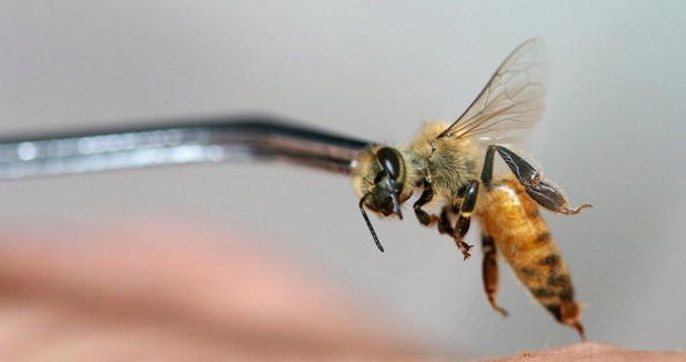 Herečka se nechává léčit jedem ze včelích žihadel.