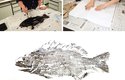 Tvorba tradičního gyotaku - japonských otisků ryb, přímou metodou. U nepřímé metody se barva natírá na papír položený na rybu