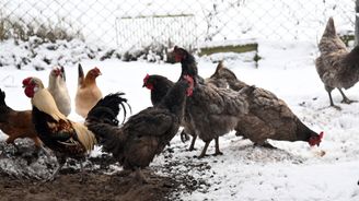 Veterináři potvrdili ptačí chřipku v chovu na Pardubicku. V ohrožení je čtvrt milionu drůbeže