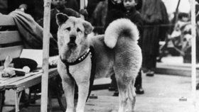 Pes Hačikó je považován za symbol věrnosti.