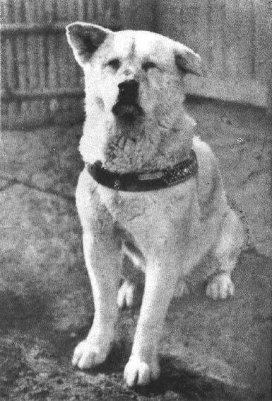 Pes Hačikó je považován za symbol věrnosti.