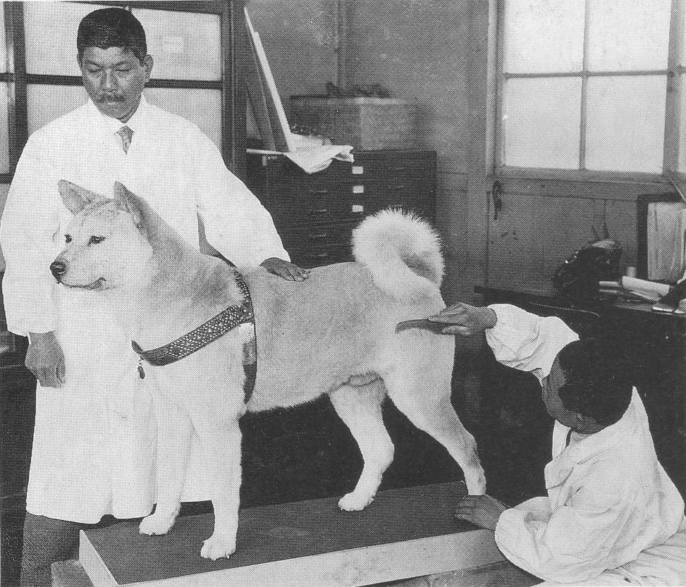 Psa po smrti vycpali a vystavili v tokijském muzeu.