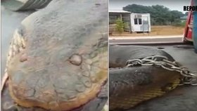 Na stavbě v Brazílii našli 10metrovou anakondu.