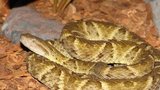 V Ostravě uštkl muže prudce jedovatý had