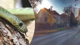 Další nález hada v Hlubočepích: Jen pár metrů od domu mamby! Živý ale nebyl