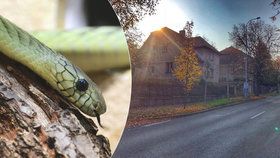 Ve sklepě domu v Hlubočepích policisté našli gumového hada.