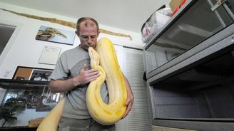 Florida hledá lovce hadů. Za pořádné „macky“ nabízí slušný bonus