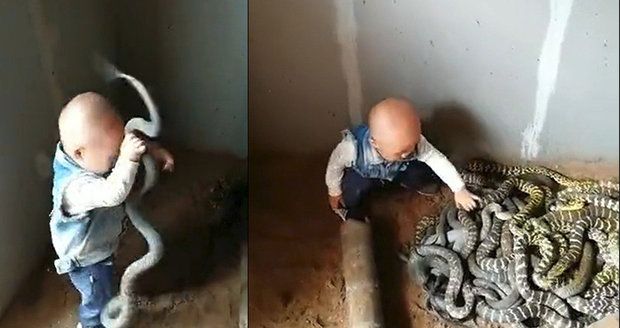 Šokující záběry: Dítě mačká hady a hrabe v jejich klubku!