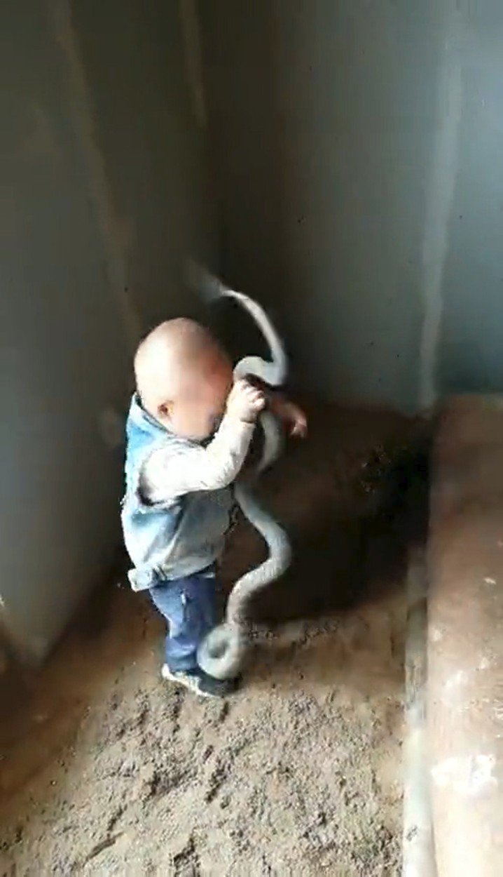 Chlapeček, který sotva začal chodit, bezstarostně loví hady a strká ruce do jejich klubka.