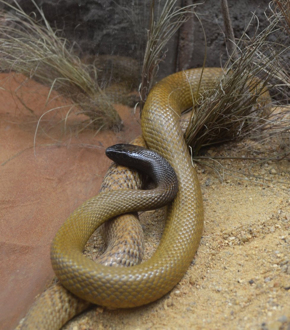 Hadi v Austrálii zabili stejně lidí jako bodavý hmyz.