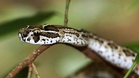 Hadí antiséra pro celou republiku řeší Toxinologické centrum VFN (ilustrační foto).