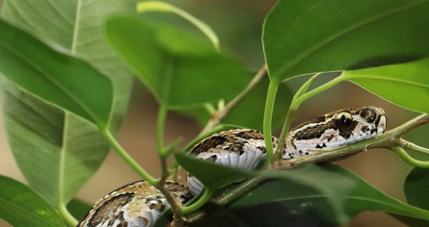 Hadí antiséra pro celou republiku řeší Toxinologické centrum VFN (ilustrační foto).