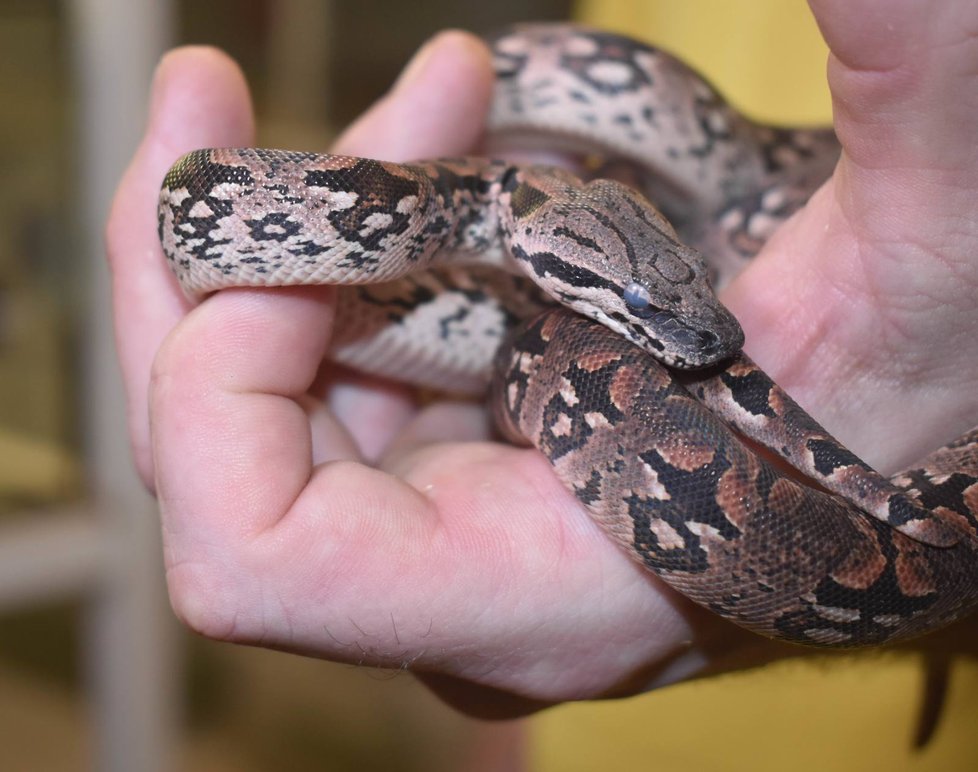 V plzeňské zoo rozmnožili madagaskarského hroznýše Dumerilova.