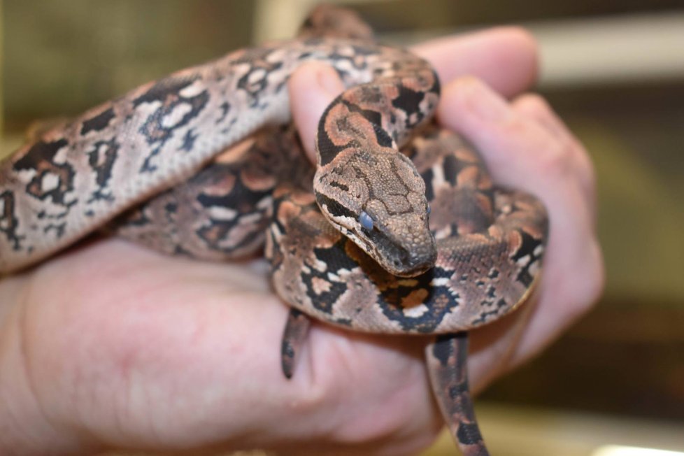 V plzeňské zoo rozmnožili madagaskarského hroznýše Dumerilova.