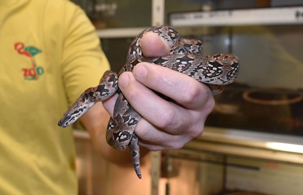 V plzeňské zoo rozmnožili madagaskarského hroznýše Dumerilova.