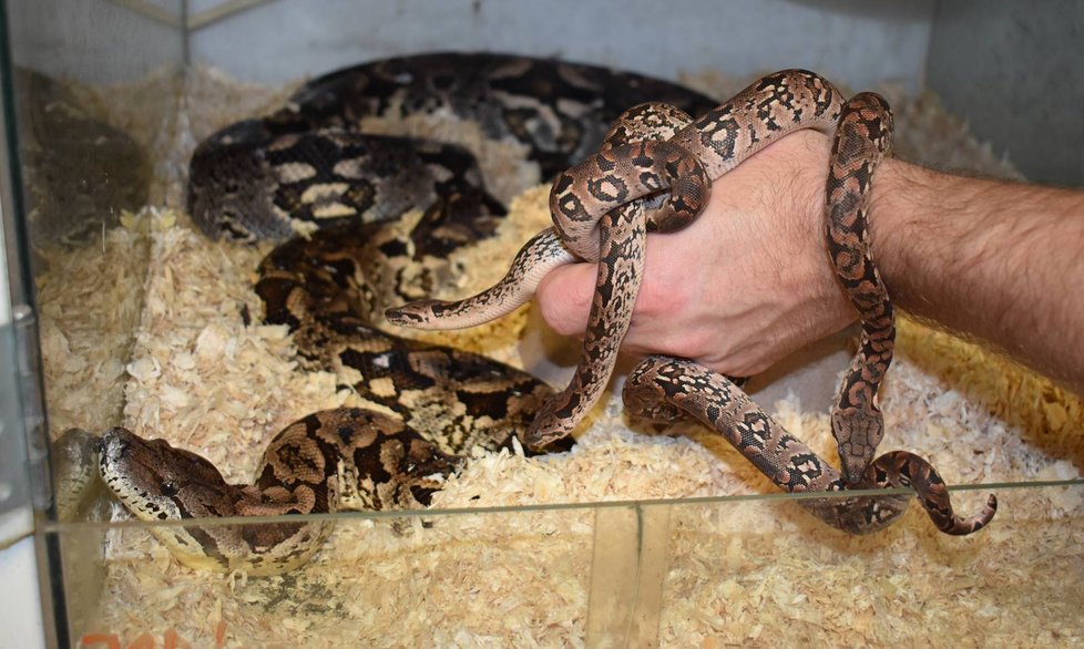 Mladí hroznýši vedle své matky. I ta přišla na svět v plzeňské zoo.