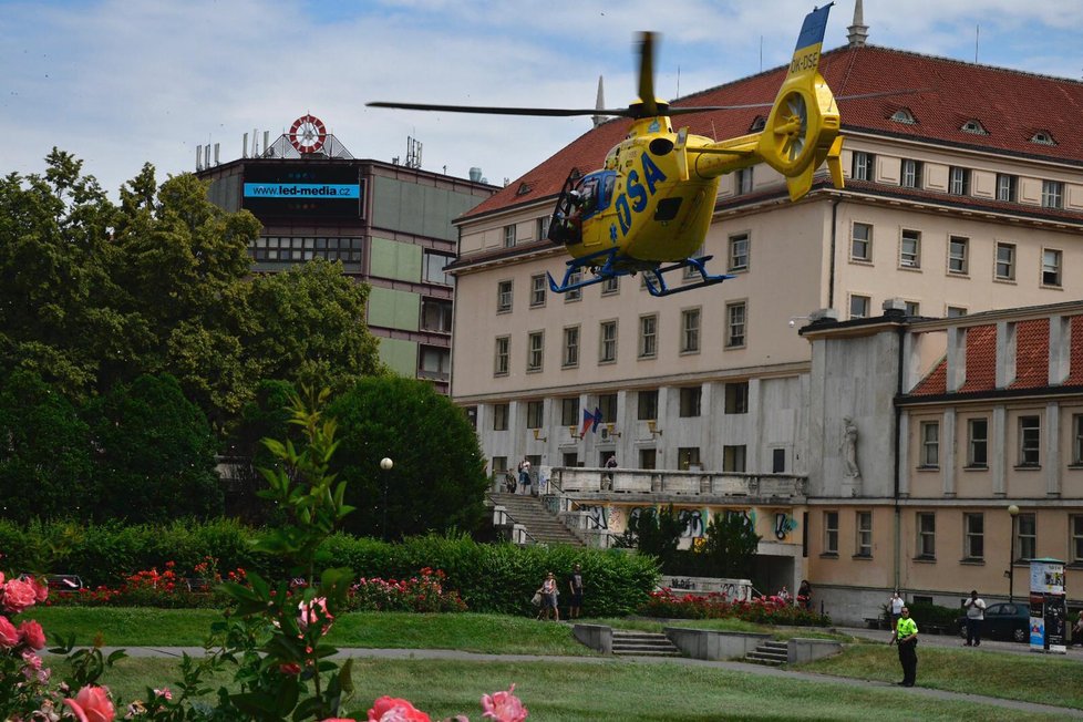 V Hradci Králové chovatel kousla jedovatá zmije paví.