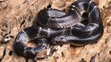 Bungar modravý (Bungarus caeruleus) je jedním ze čtyř nejnebezpečnějších indických hadů