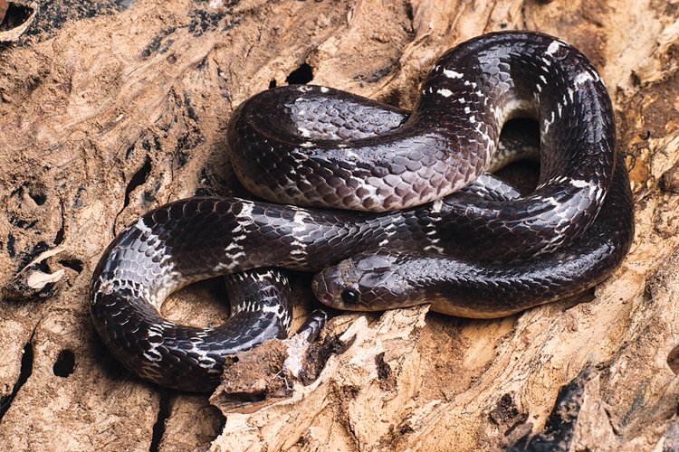 Bungar modravý (Bungarus caeruleus) je jedním ze čtyř nejnebezpečnějších indických hadů