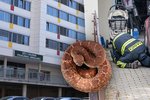 Šestiletá dívka, kterou v pátek uštkl v Jenštejně jedovatý had, leží na JIP v motolské nemocnici.