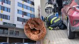 Jedovatý had uštkl holčičku (6): Z JIP už ji přesunuli! Herpetolog po něm bude instinktivně pátrat
