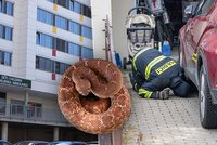 Uštknutí v Jenštejně: Policie už vyslechla zraněnou holčičku (6)! Existenci hada nikdo nepotvrdil