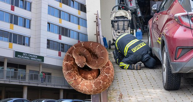 Holčičku (6) uštkl jedovatý had: Leží na JIP. Hledá se majitel, může se ozvat i anonymně