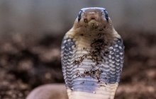 Osm let čekání na mládě kobry: Nebezpečné hadí mimino syčí na svět