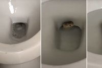 Na dně záchodu číhala jedovatá kobra! Vyděšená rodina ho radši přestala používat