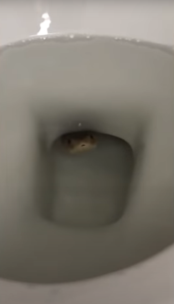Na dně záchodu číhala jedovatá kobra! Vyděšená rodina ho radši přestala používat.