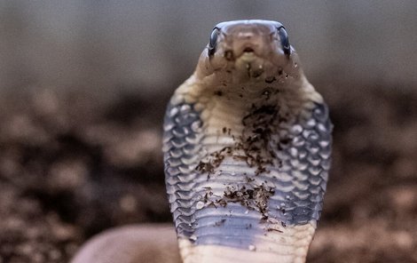 Sice je tahle kobra kapská ještě malá, ale už vzbuzuje respekt, vždyť už se umí opticky zvětšovat, roztahovat krční límec.