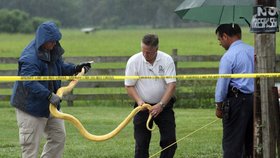 Pracovníci policie zneškodňují nebezpečného hada