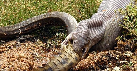 Ohromující fotografie zápasu obrovského hada a krokodýla