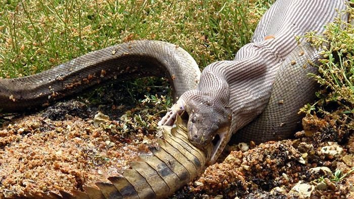 Příroda někdy dokáže nabídnout obrázky, nad kterými se tají dech. Několik lidí mělo v minulých dnech možnost pozorovat v Austrálii zápas obrovského hada s krokodýlem, který skončil vítězstvím hada.