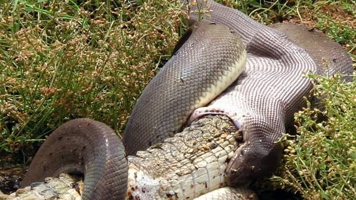 Příroda někdy dokáže nabídnout obrázky, nad kterými se tají dech. Několik lidí mělo v minulých dnech možnost pozorovat v Austrálii zápas obrovského hada s krokodýlem, který skončil vítězstvím hada.