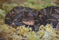 Devět malých křovinářů: Plzeňská zoo se pochlubila odchovem vzácných ohrožených hadů