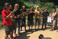 Švédští Hammerfall mají pořádného hada! V Plzni pokřtili pětimetrovou krajtu