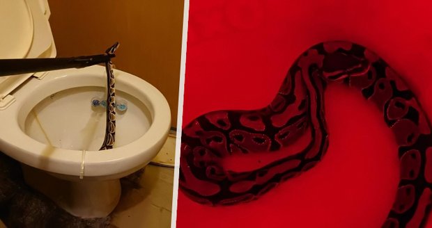Na Karlovarsku ze záchodu vykoukla živá krajta: Chovatelka popsala útěk hada