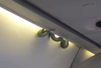 Had v letadle vyděsil cestující nad Mexikem. Zeleného dlouhána měli nad hlavou