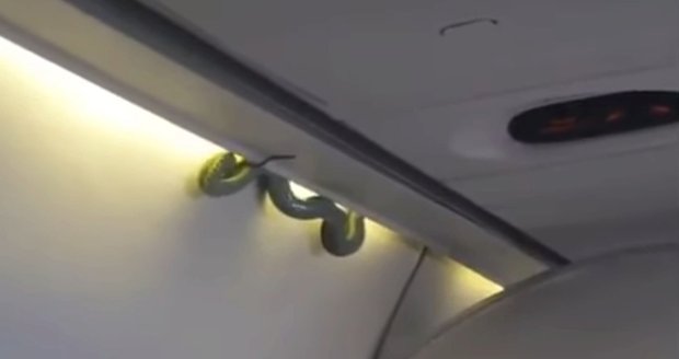 Zelený had na palubě letadla mexických aerolinek