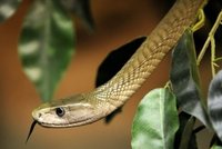 Chovatele uštkla smrtelně jedovatá mamba černá