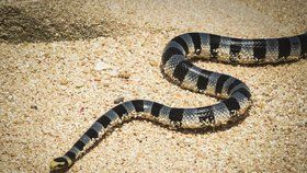 Mořští hadi patří mezi nejjedovatější hady na zemi, ovšem kvůli jejich vzácnému kontaktu s lidmi je smrt způsobená uštknutím jedním z nich velmi ojedinělá (ilustrační foto).
