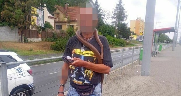 Muž cestoval v Plzni tramvají s hadem kolem krku.