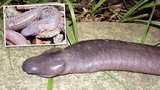 Unikátní nález brazilských vědců: Ani ryba, ani rak, ani penis, ani had!