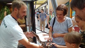 Brněnské centrum Olympia je plné hadů: Unikátní výstavu tu můžete navštívit ještě týden