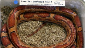 Velkého oranžovo-červeného hada našla na svém balkóně rodina v brněnských Medlánkách. Měřil skoro dva metry. Ilustrační foto.