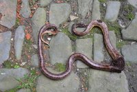 Potkan sežral hada - plaz se stal obětí své snídaně